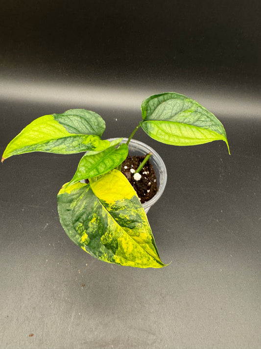 Monstera siltepecana Aurea