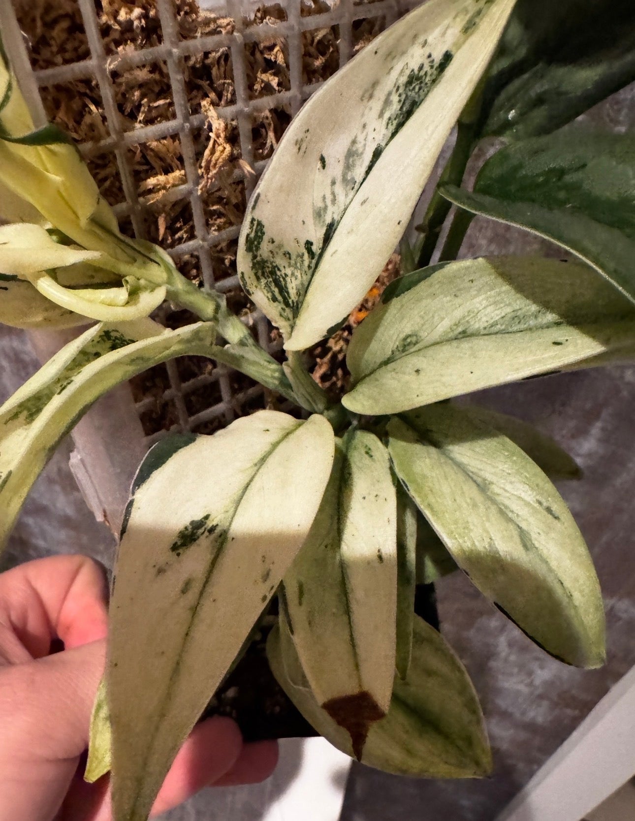 Scindapsus super Star