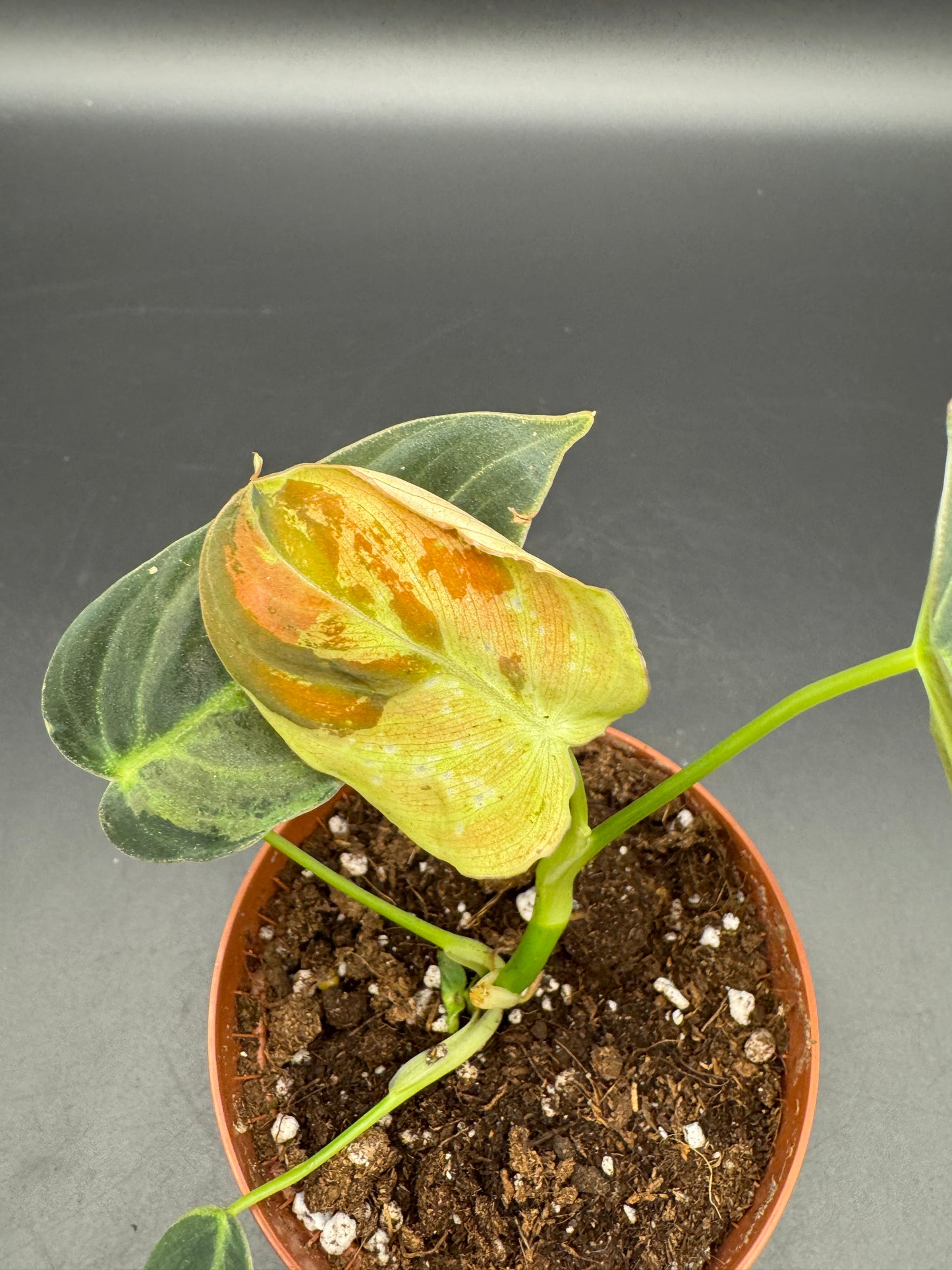Philodendron Melanochrysum variegata