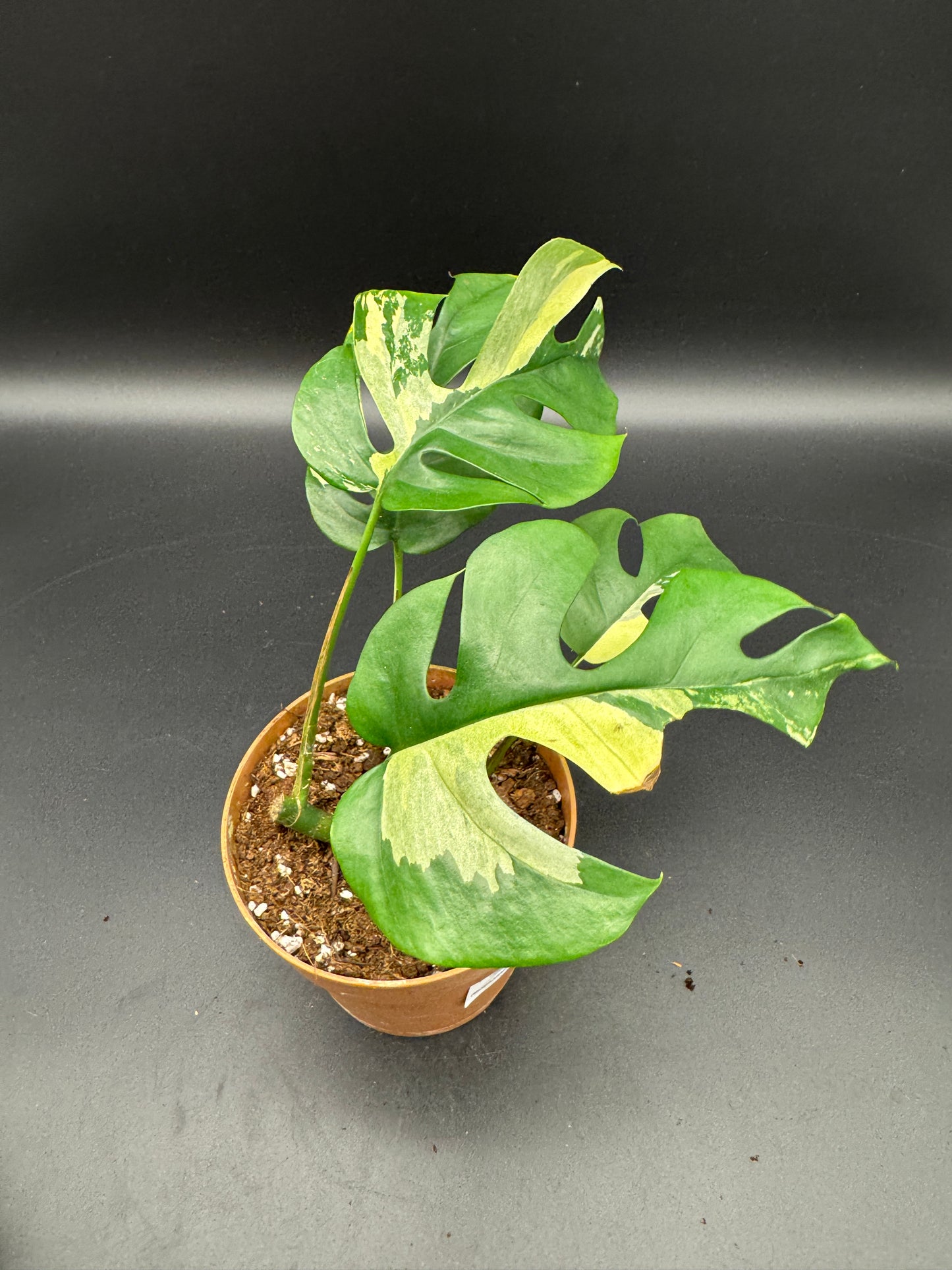 Rhaphidophora tetrasperma Basis