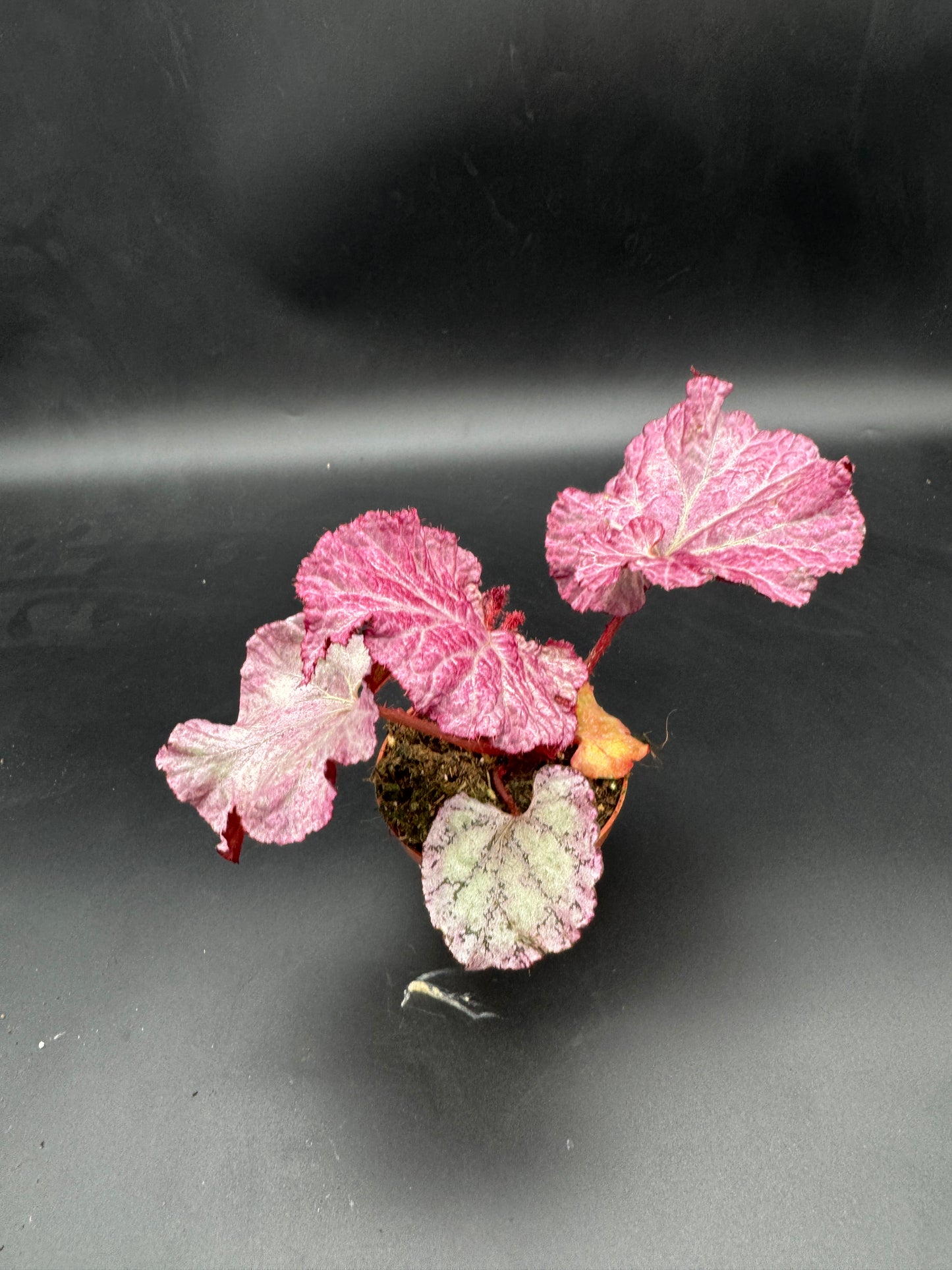 Begonia pink Panther