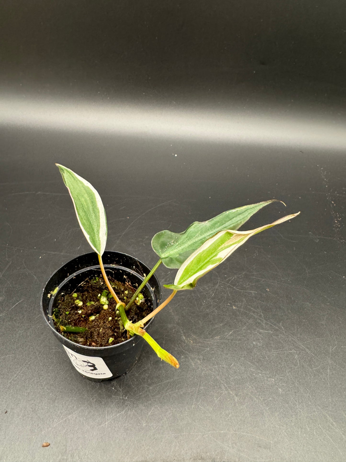 Philodendron micans velvet halo variegata