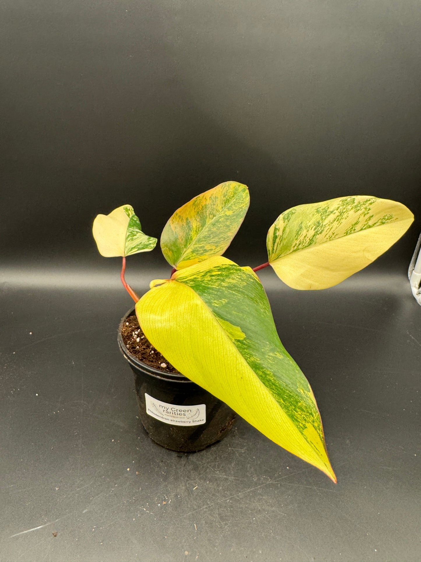 Philodendron strawberry Shake