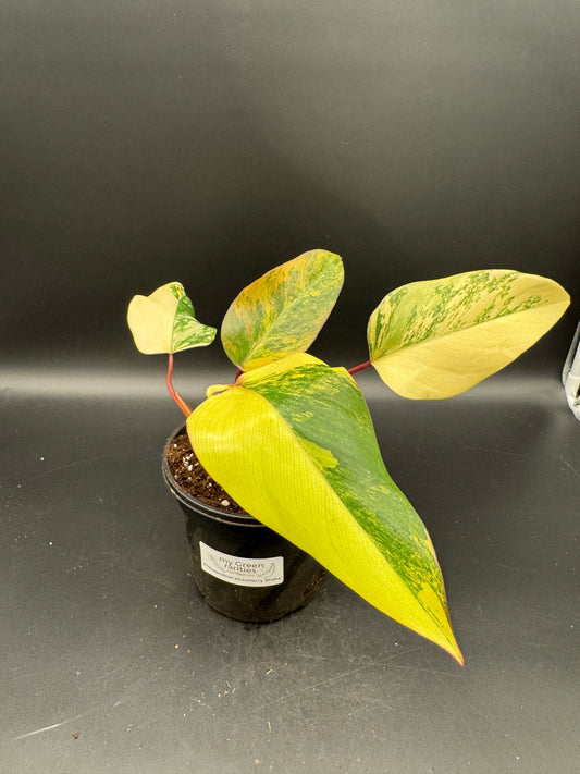 Philodendron strawberry Shake