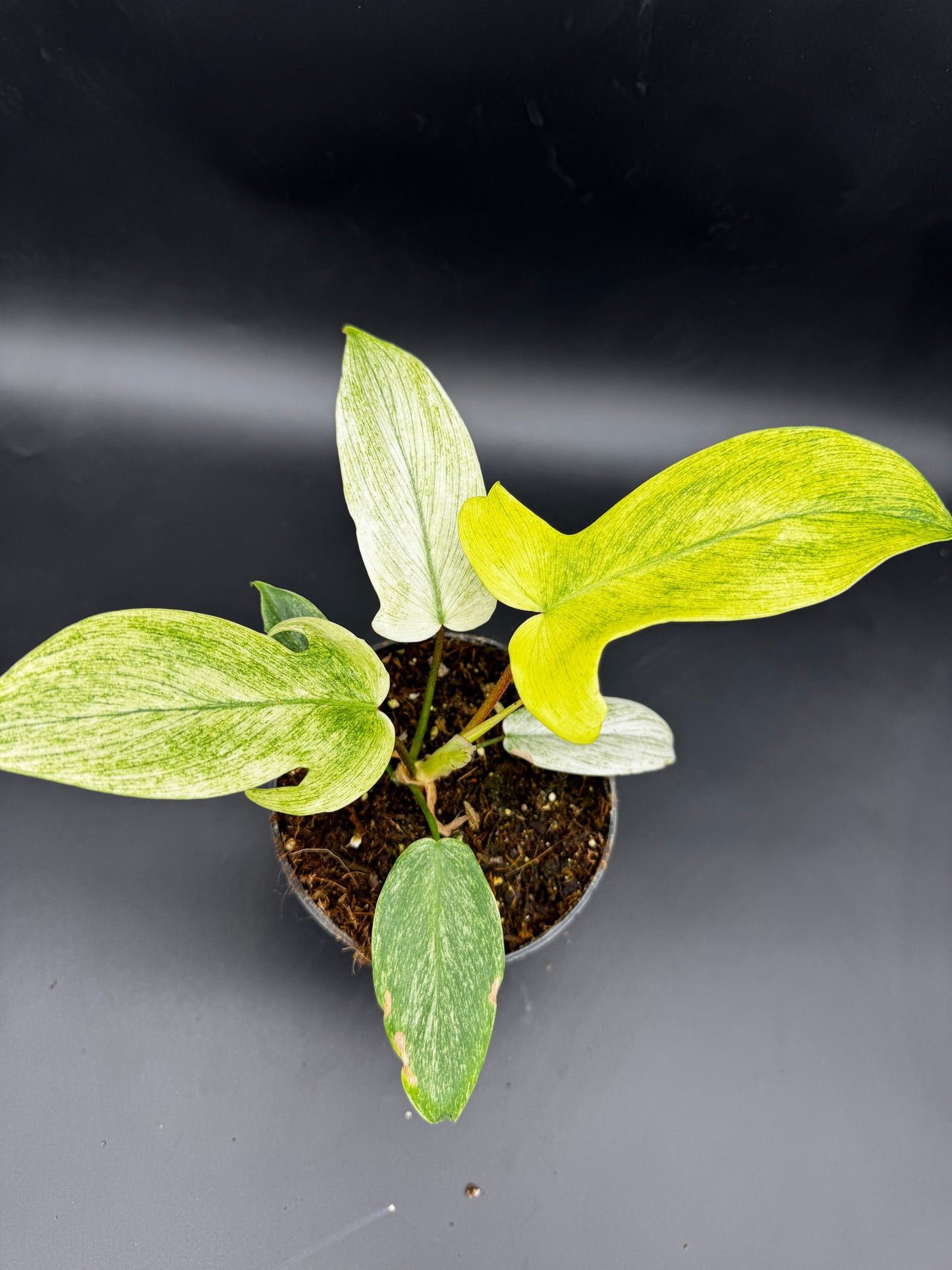 Philodendron Florida Ghost
