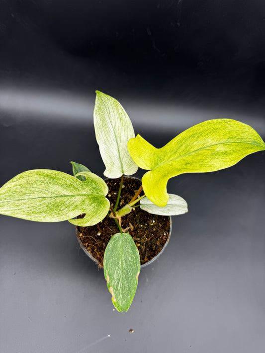 Philodendron Florida Ghost
