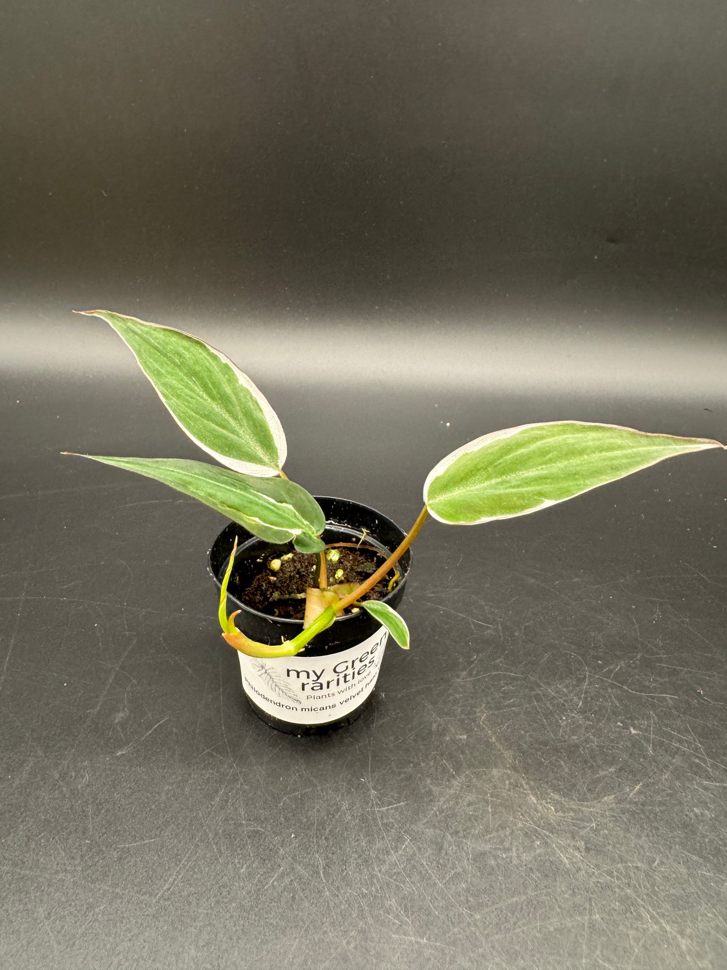 Philodendron micans velvet halo variegata