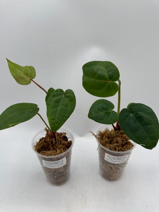 Anthurium AoS dfxgf × Michelle