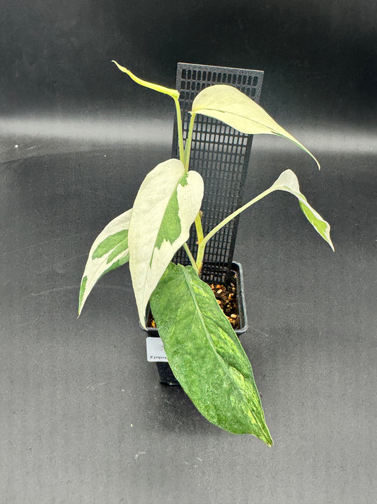 Epipremnum pinnatum Ghostie