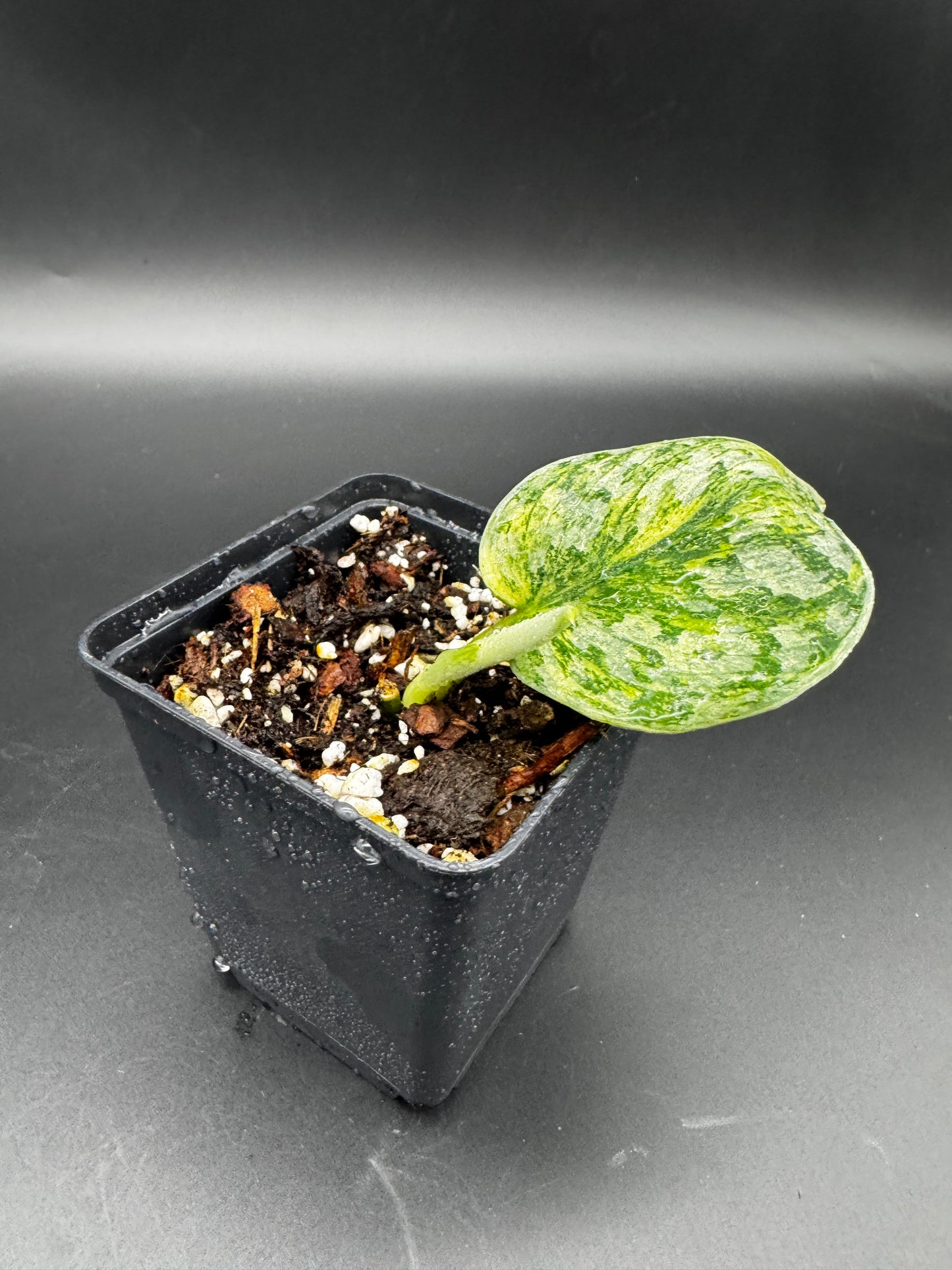 Scindapsus exotica Hologram