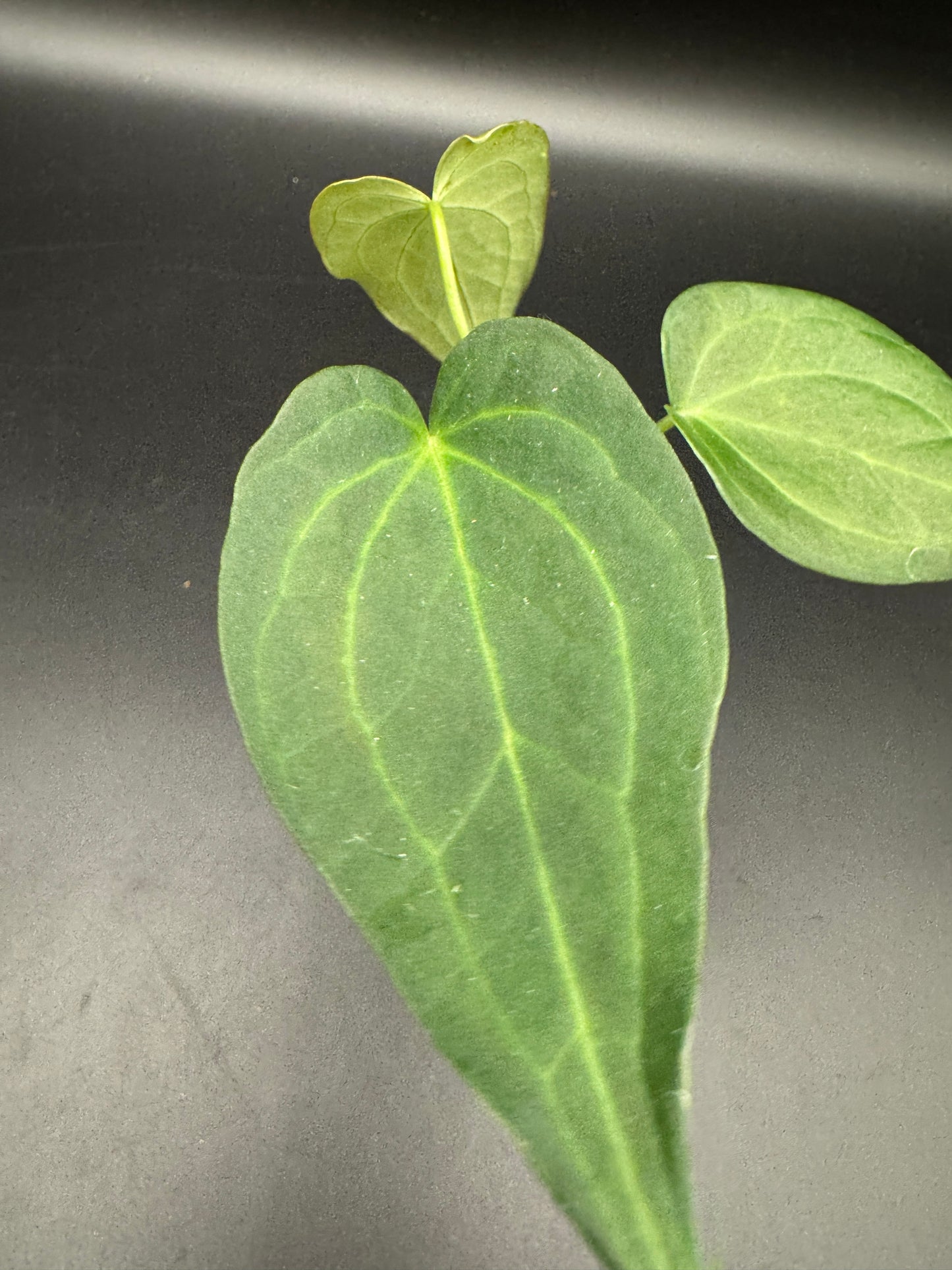 Anthurium Delta force