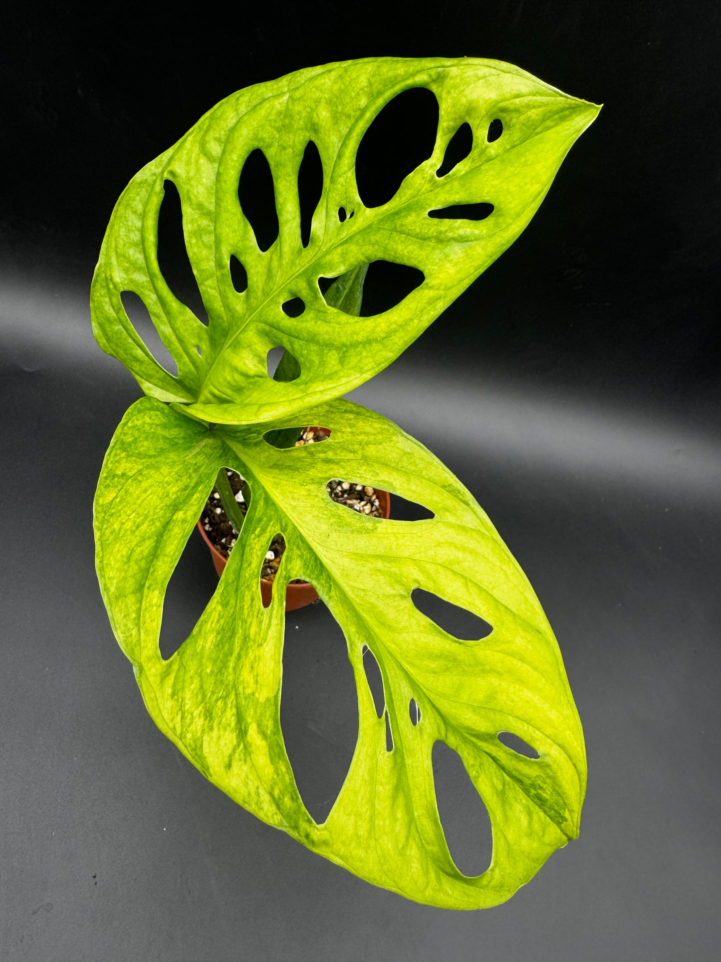 Monstera Adansonii Aurea