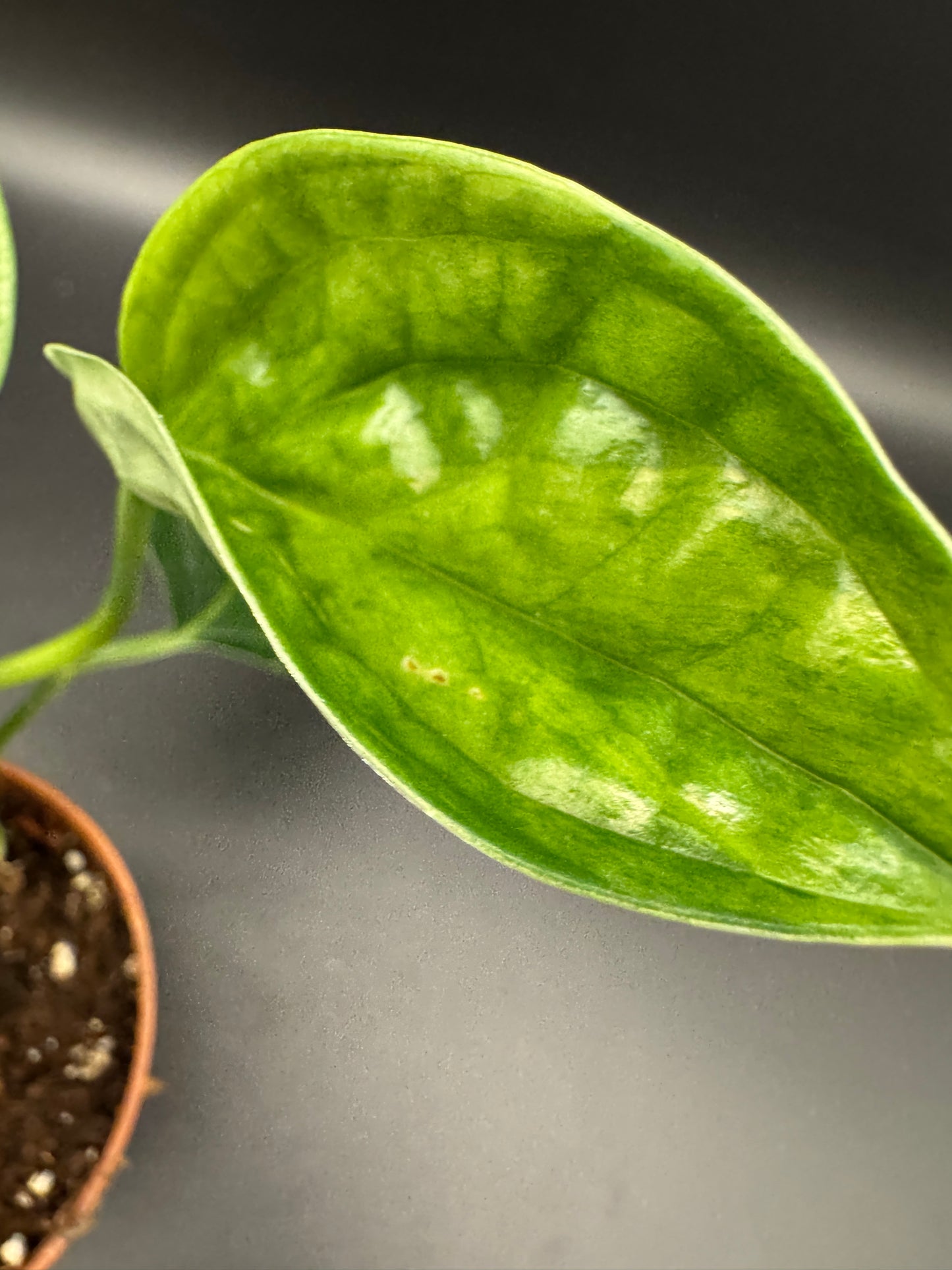 Monstera karstenanium Peru variegata