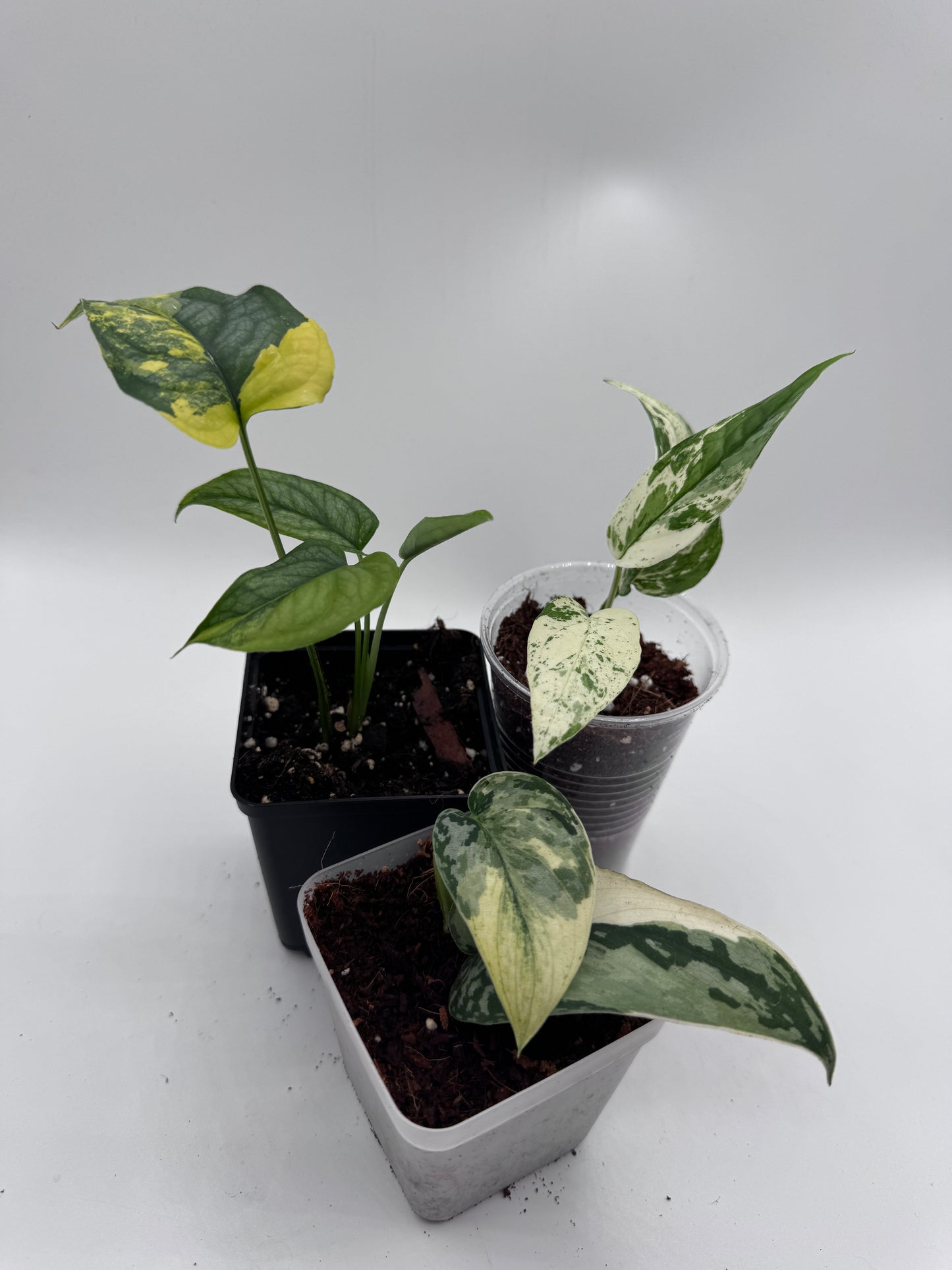 Variegated Choice Trio #2
