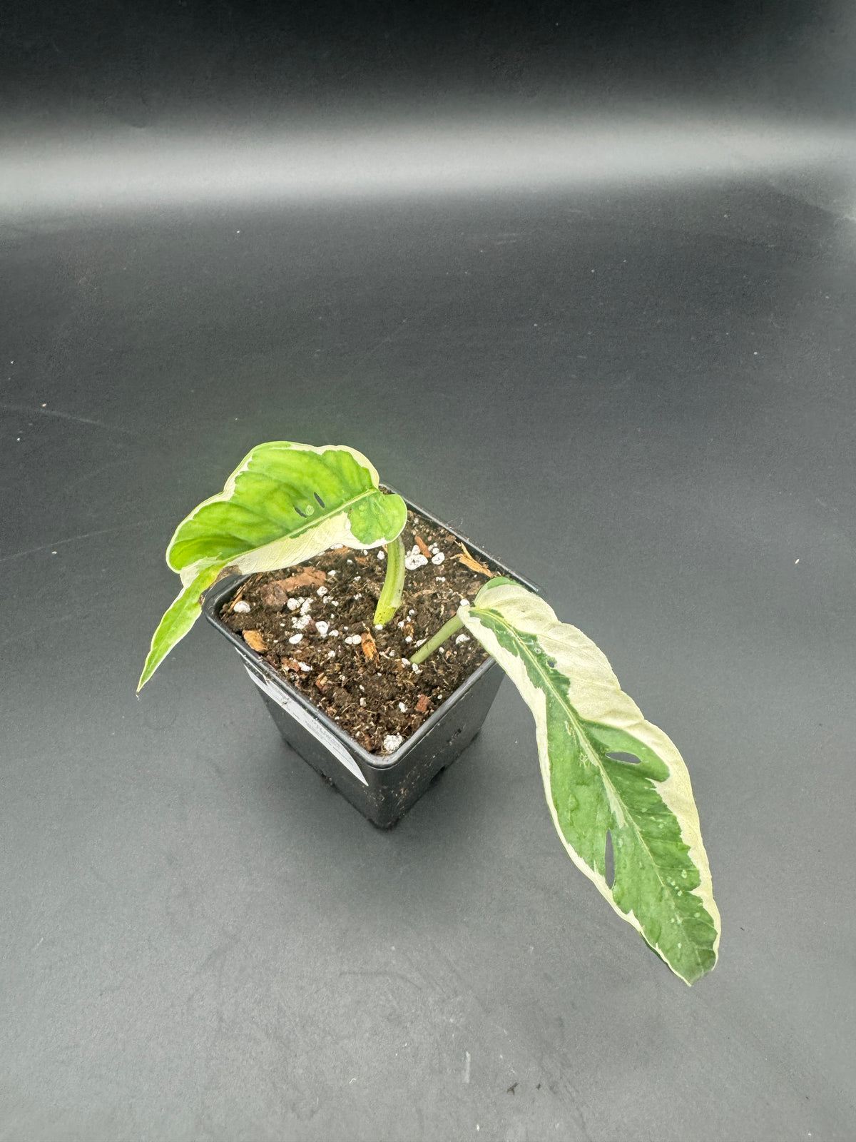 Epipremnum pinnatum Ghostie