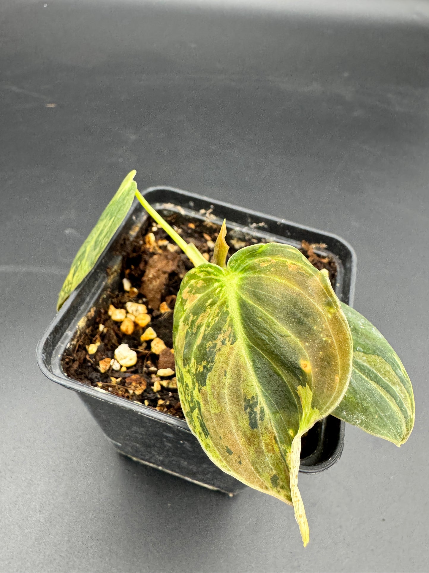 Philodendron melanochrysum variegata