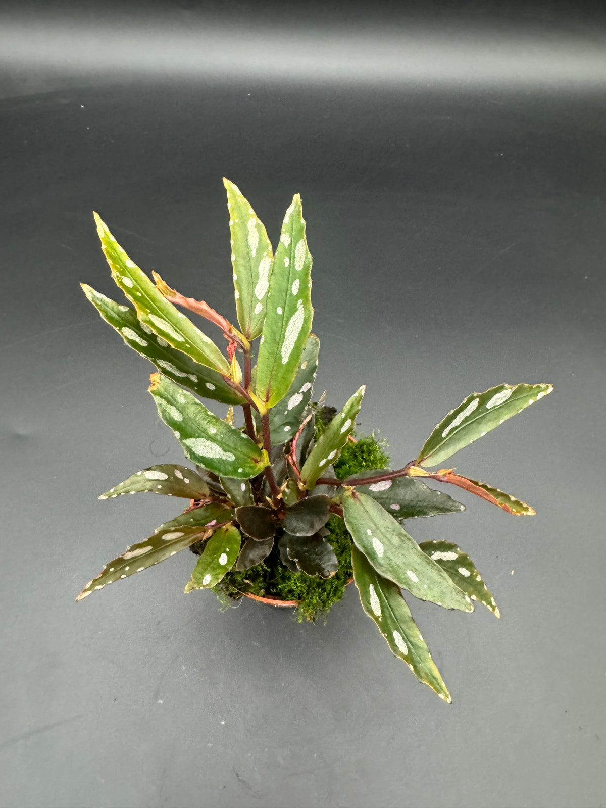 Begonia Julau Typ 2