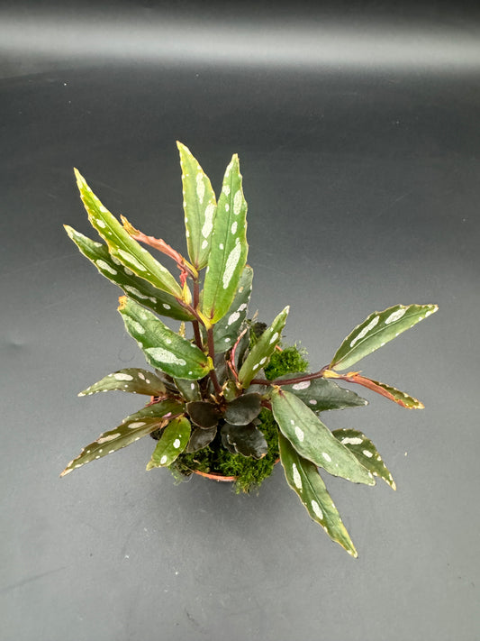Begonia Julau Typ 2