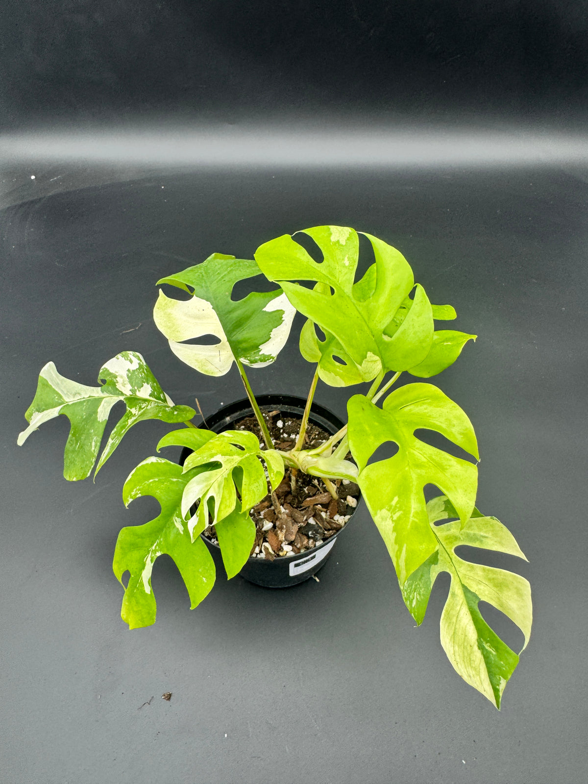 Rhaphidophora tetrasperma albo variegata