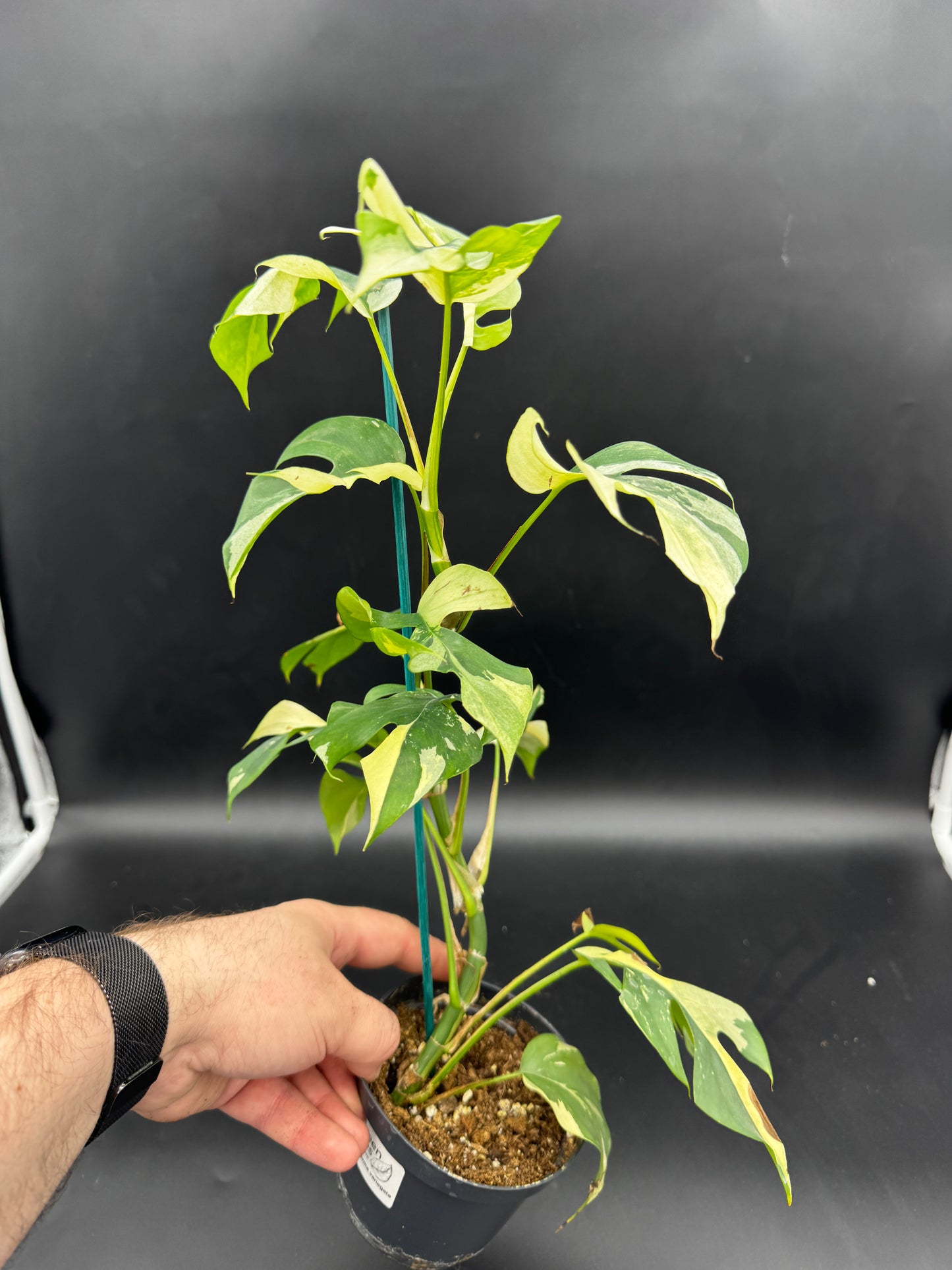 Rhaphidophora tetrasperma variegata