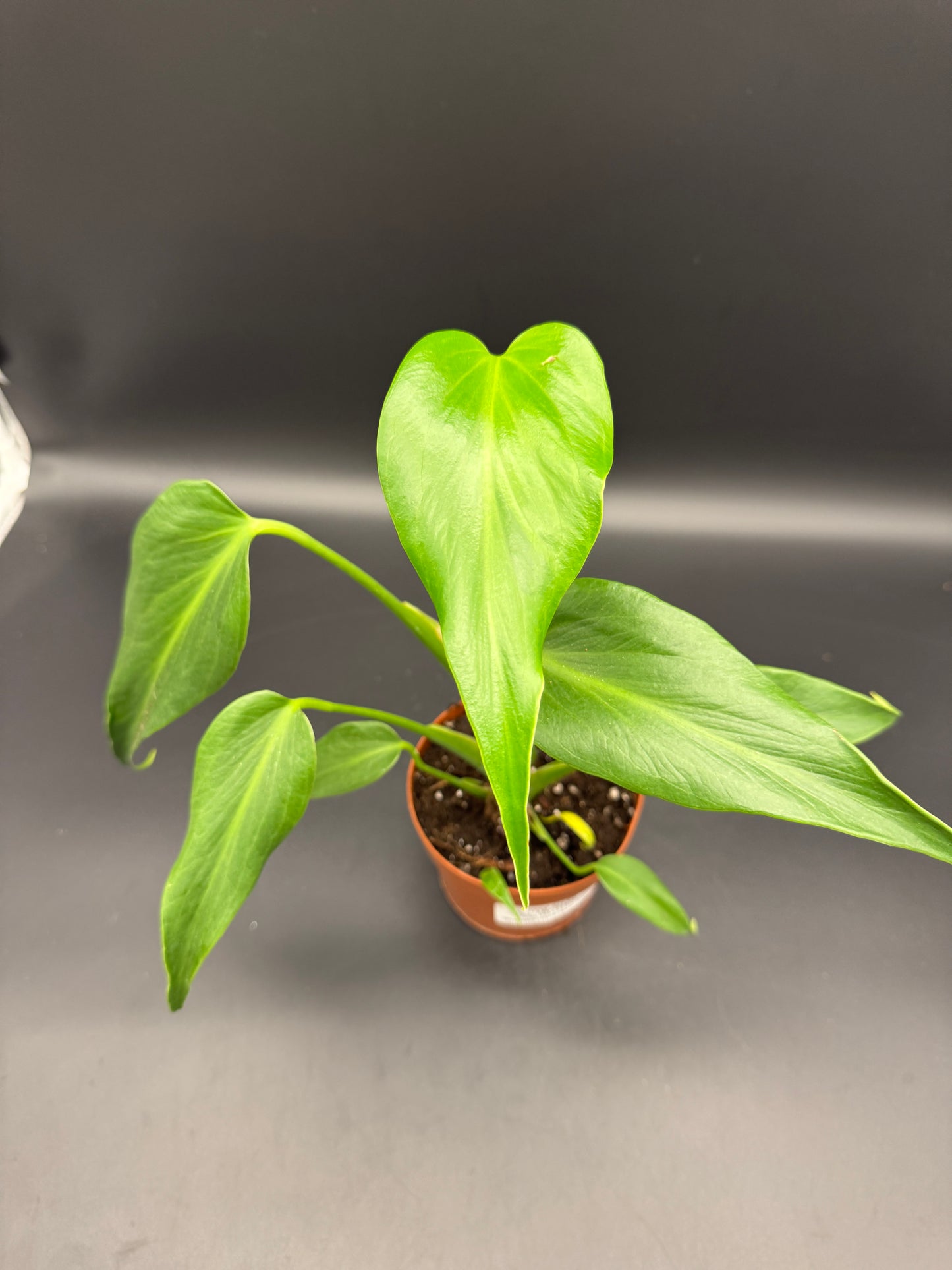 Monstera burle marx Flame