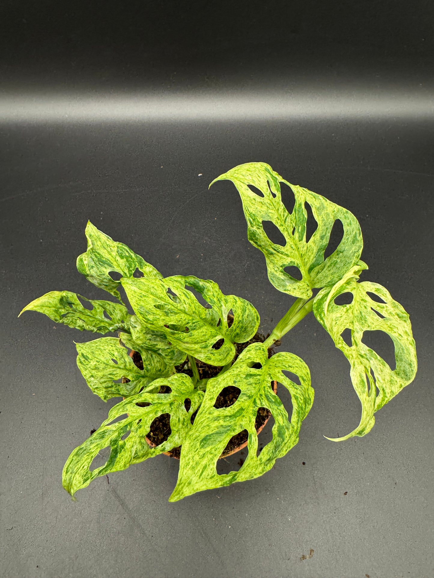 Monstera adansonii Frozen freckles