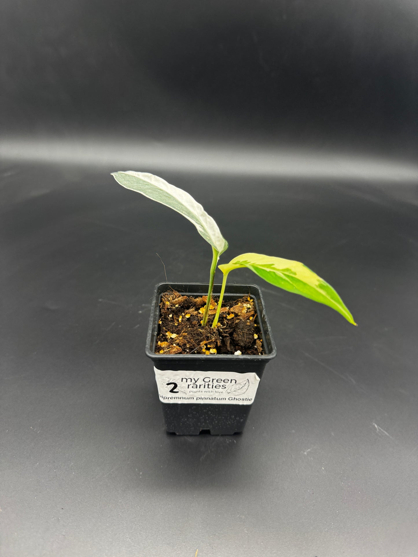 Epipremnum pinnatum Ghostie