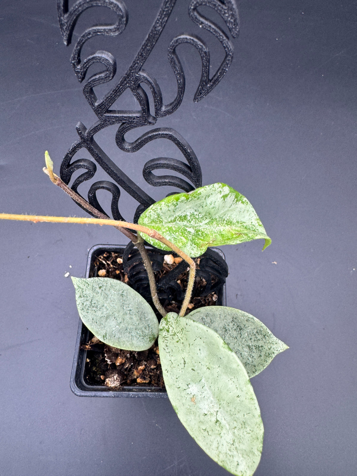 Hoya carnosa Nova Ghost