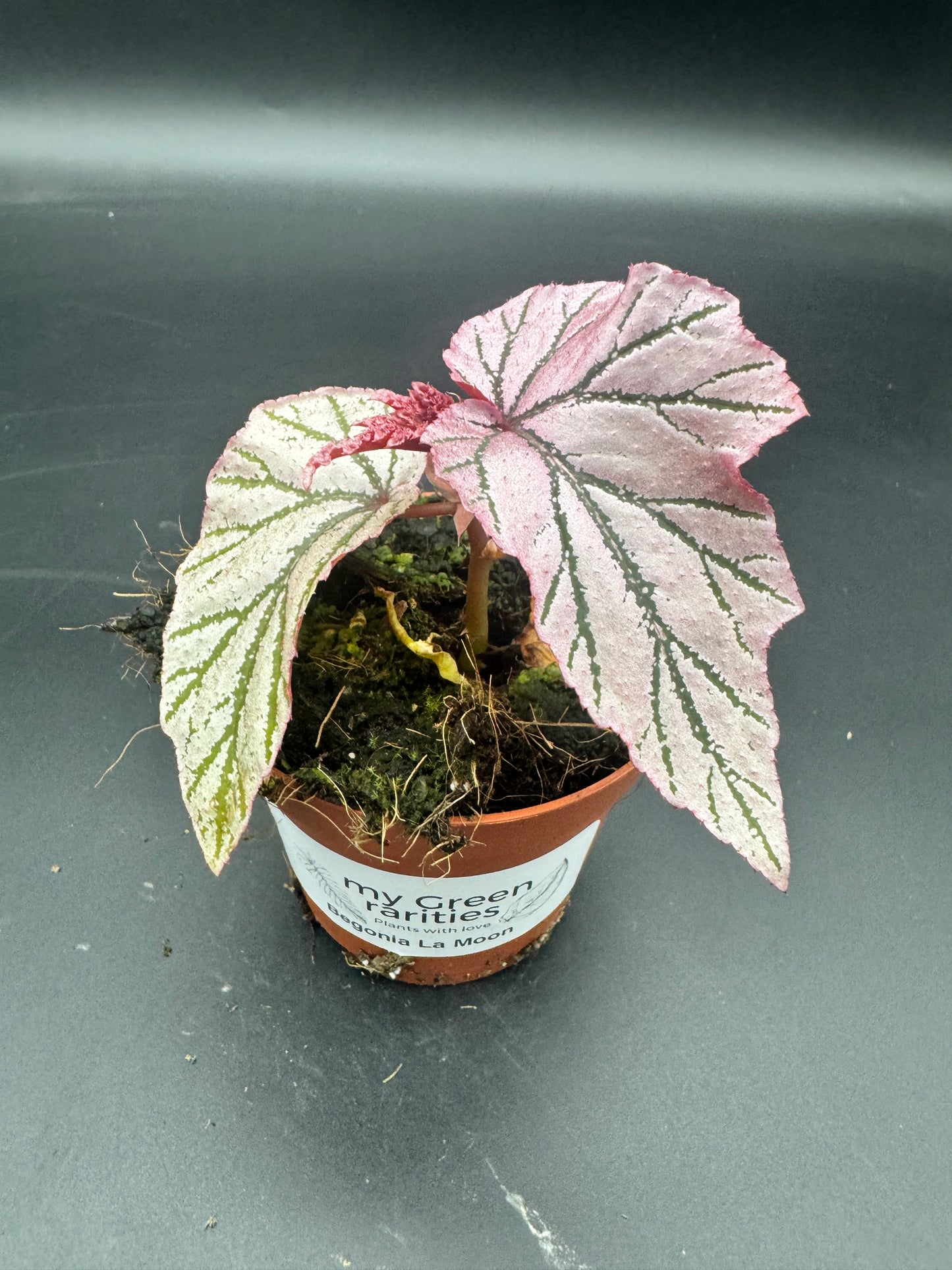 Begonia LaMoon