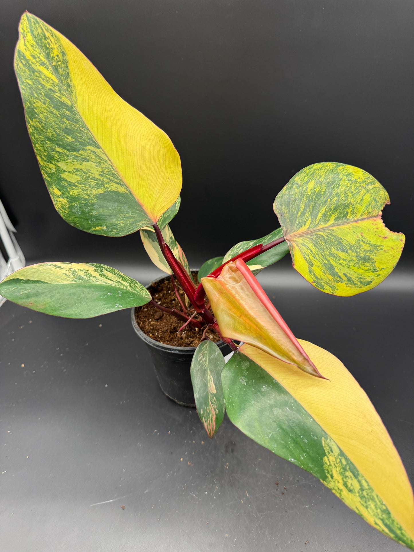 Philodendron strawberry Shake