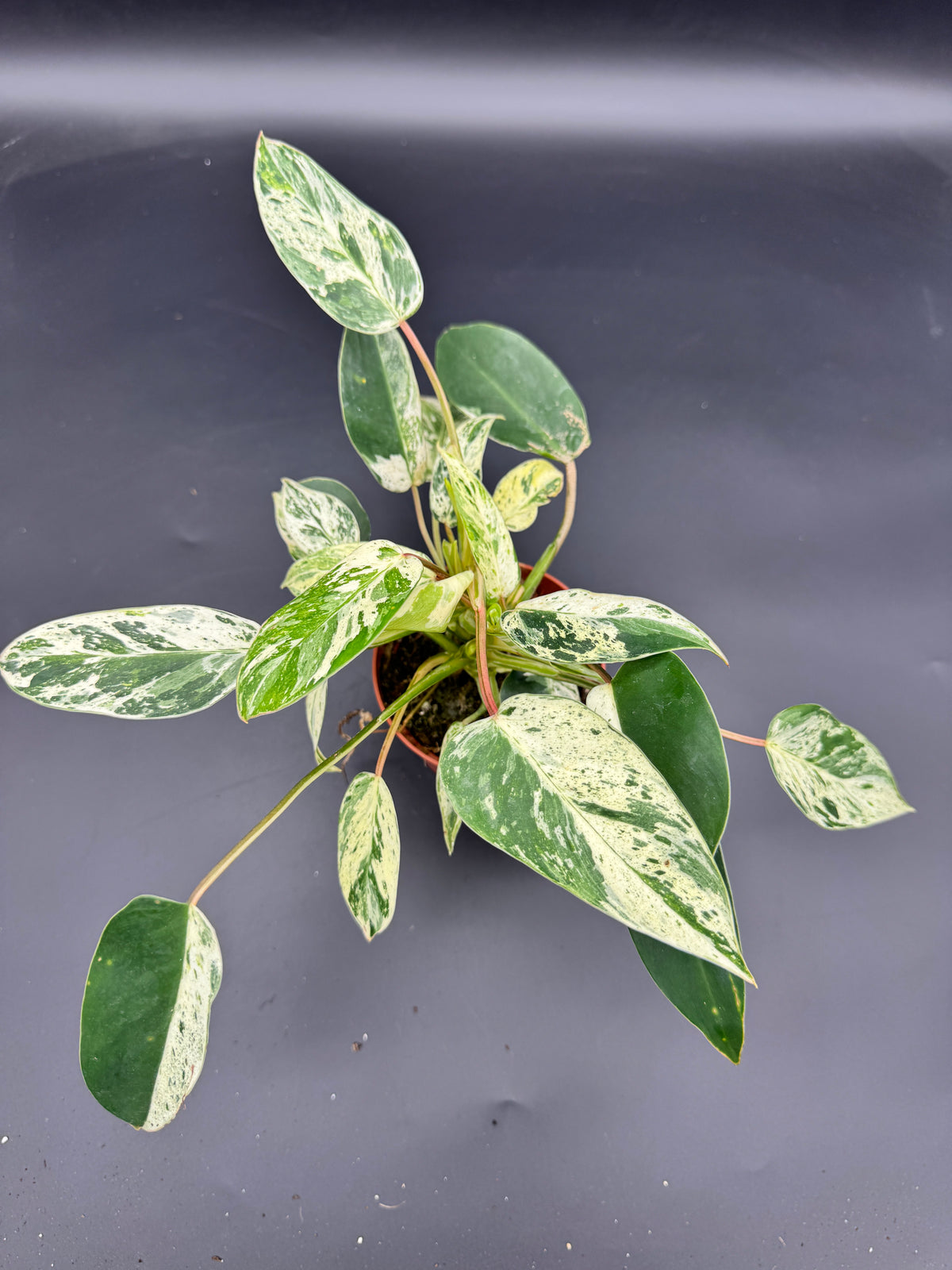 Philodendron Emerald Queen Variegata