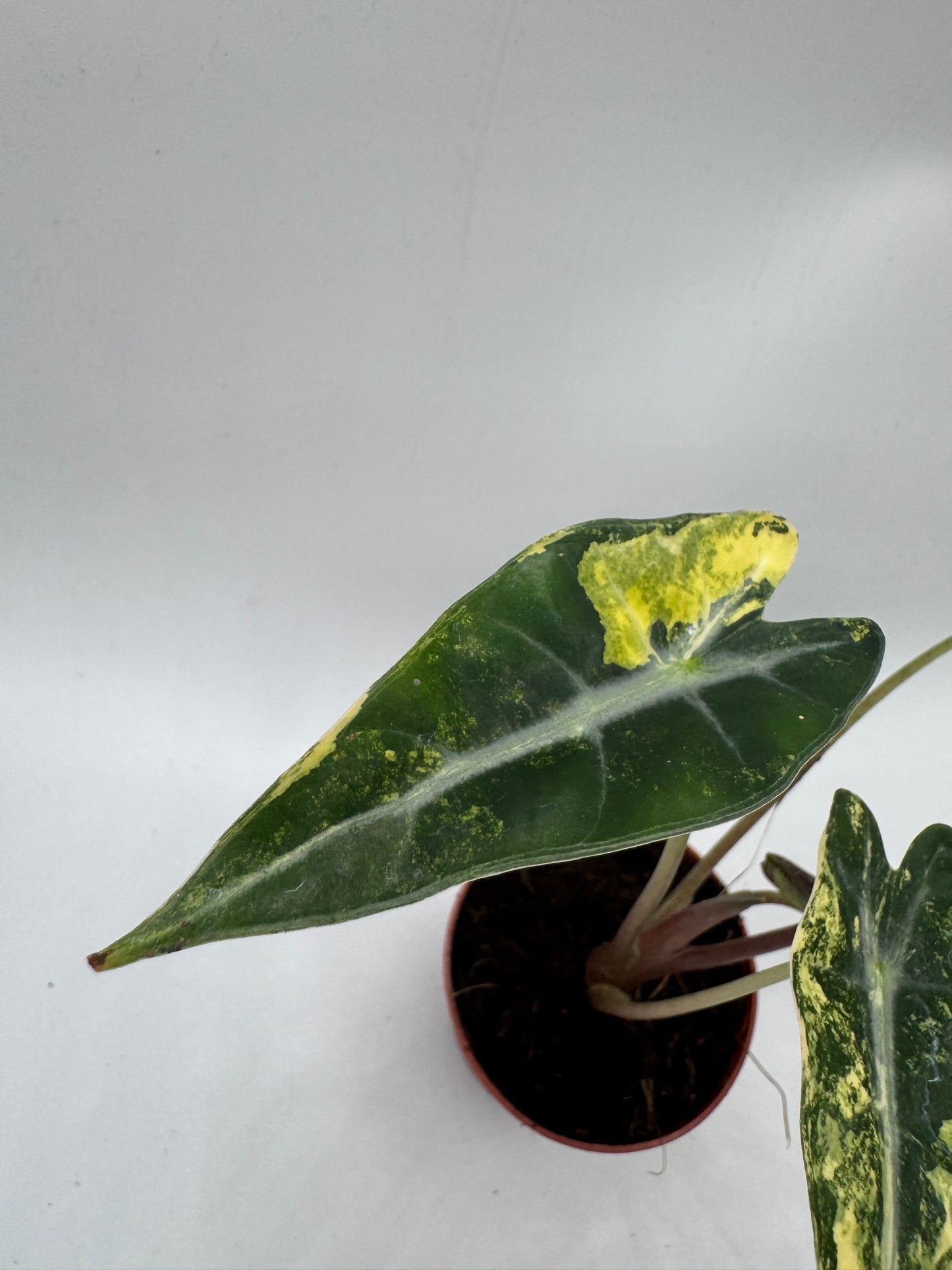 Alocasia bambino Aufea variegata