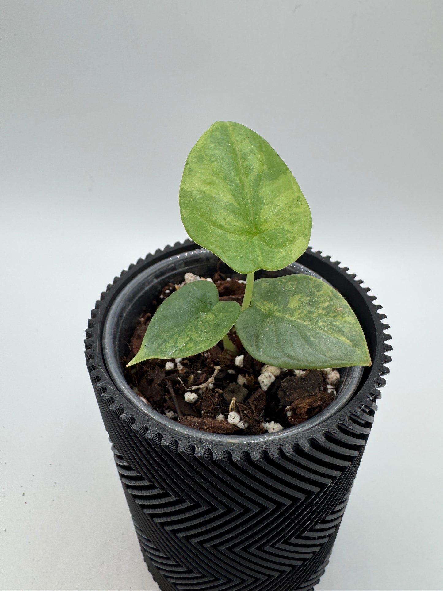 Alocasia Silver Dragon