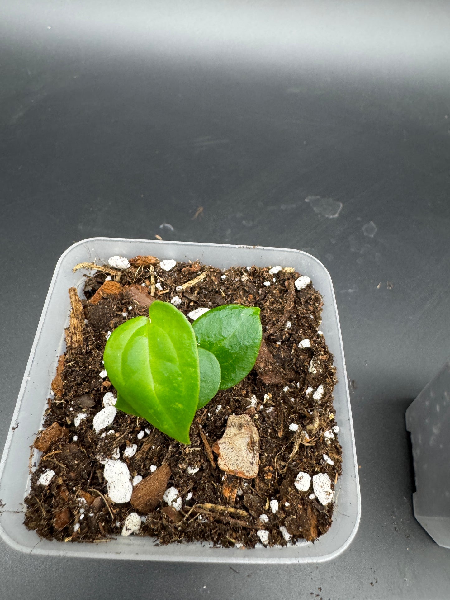 Michelle Hybrid Selection Trio