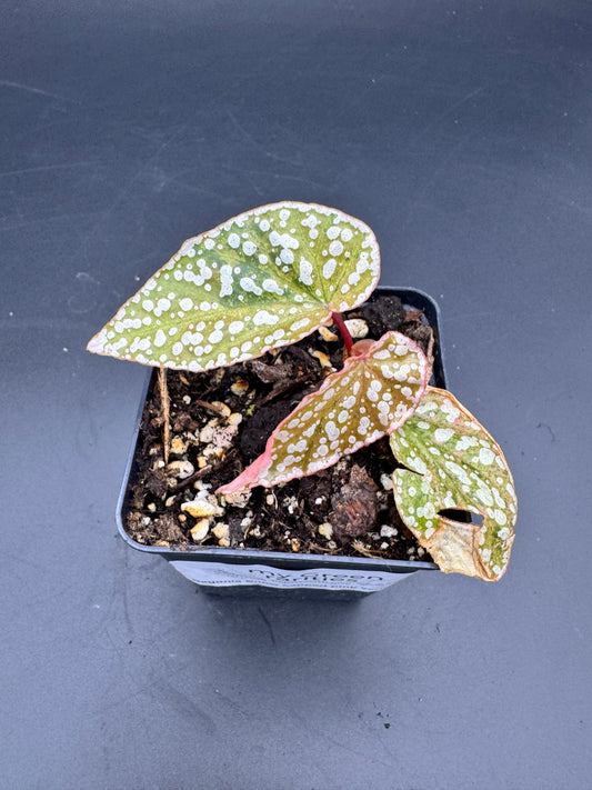 Begonia Snow capped pink variegata