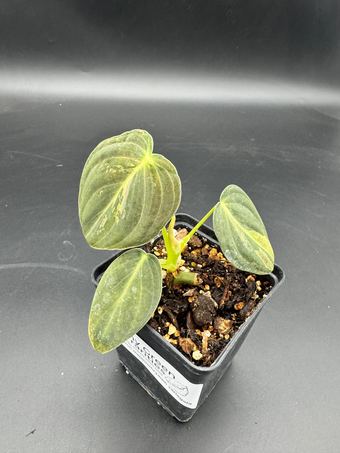 Philodendron melanochrysum variegata