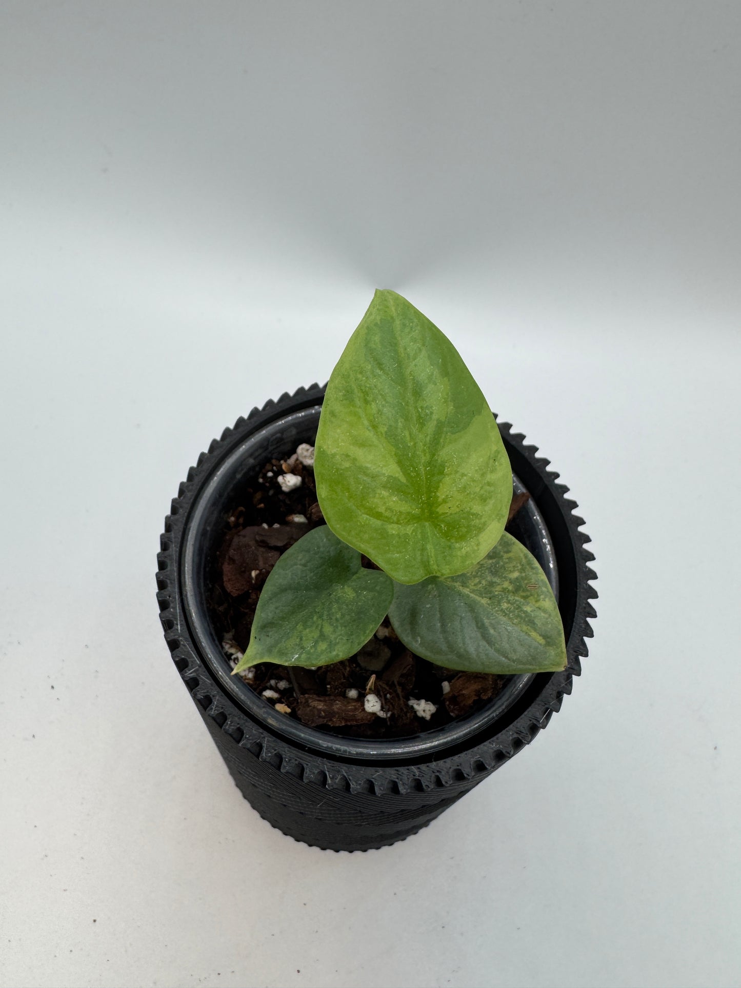 Alocasia Silver Dragon