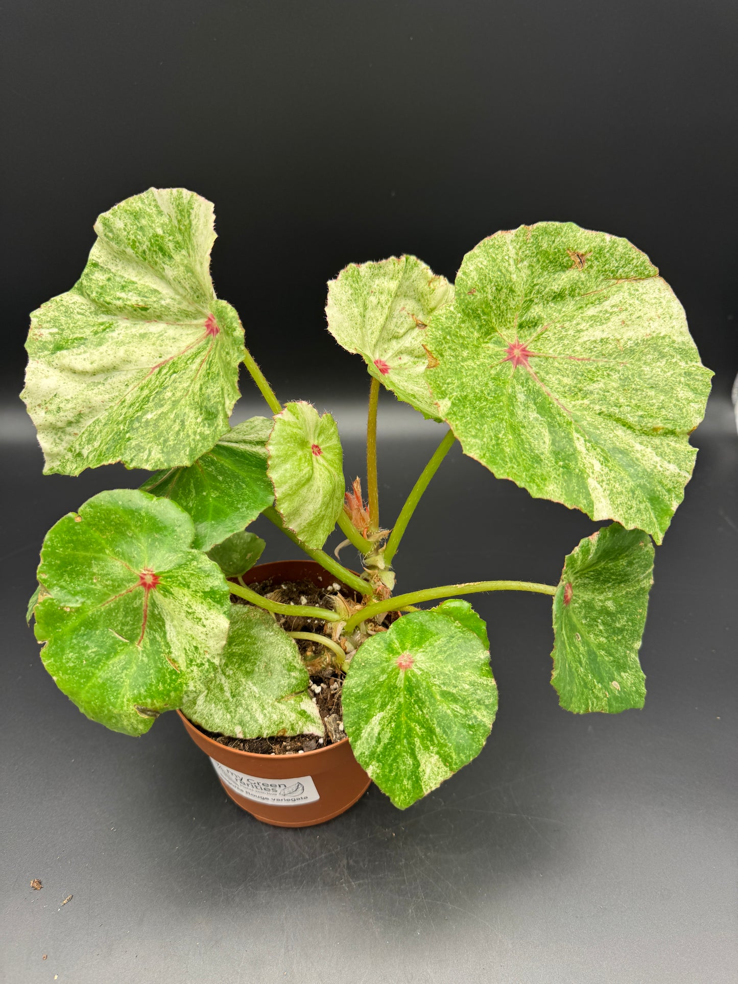 Begonia Rouge variegata