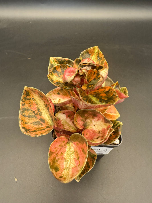 Peperomia Creme brulee