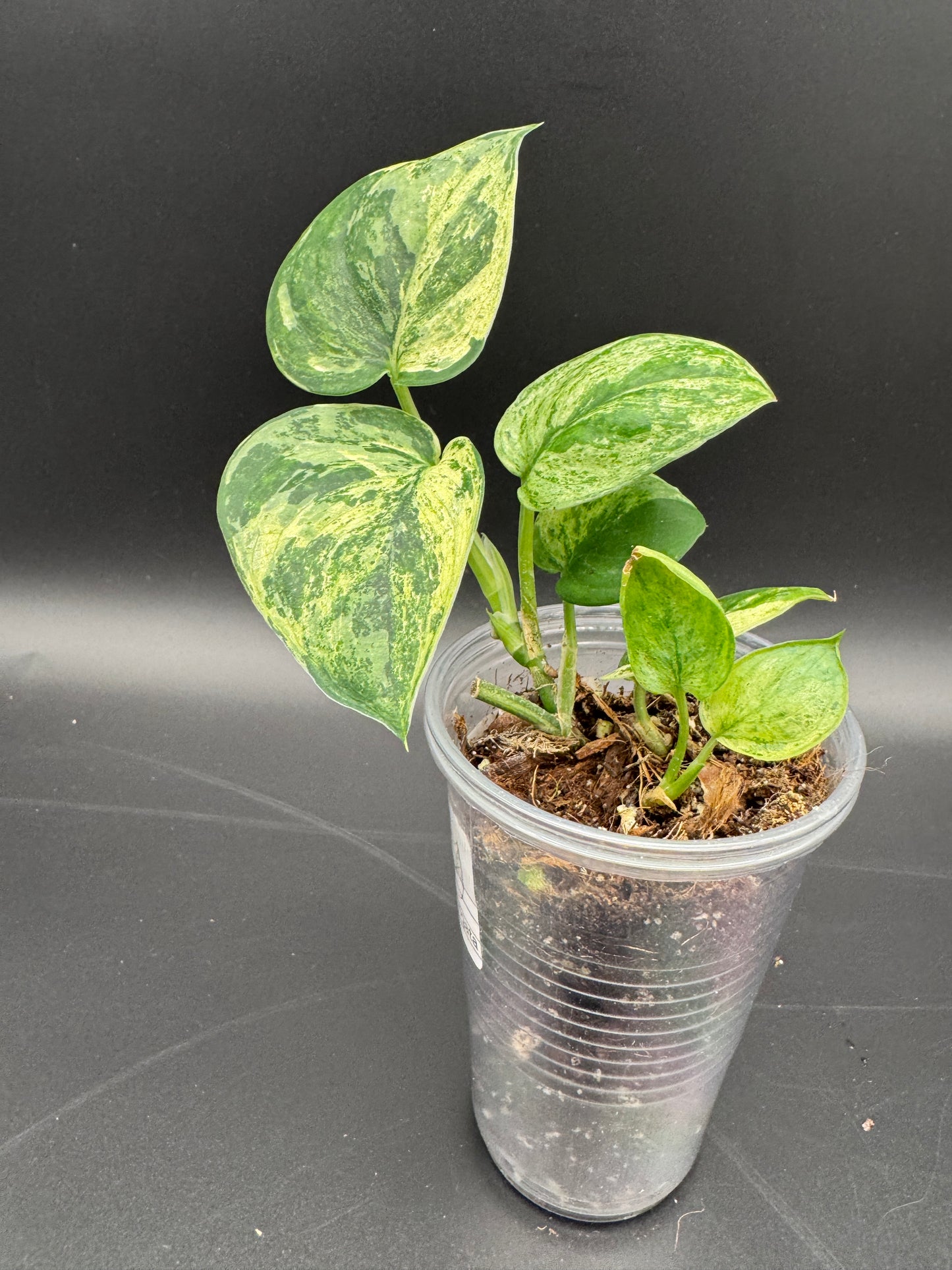 Scindapsus jade Satin variegata