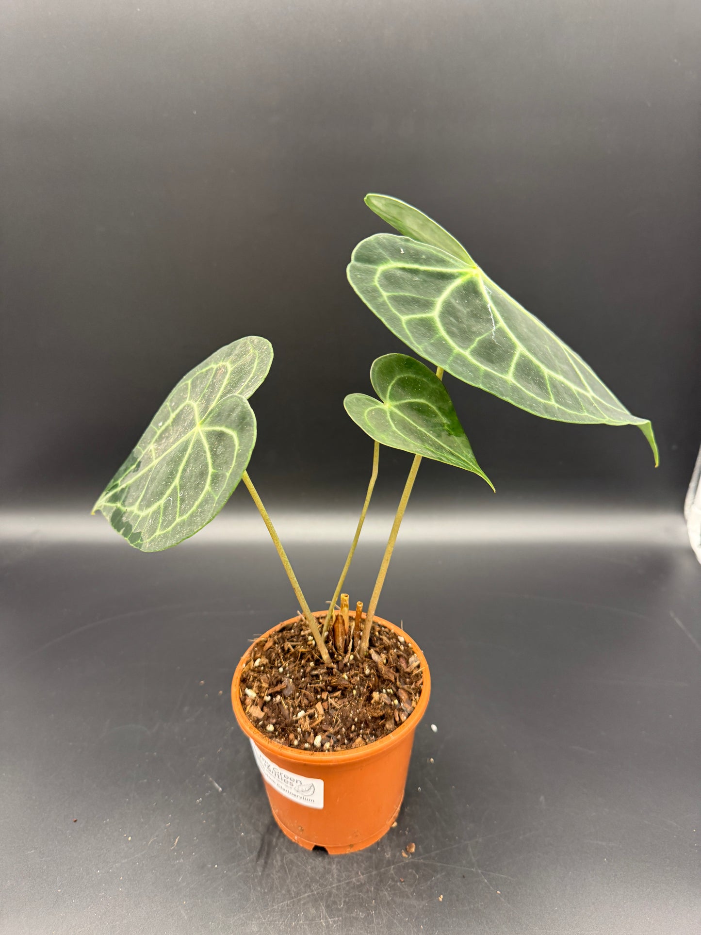 Anthurium clarinervium
