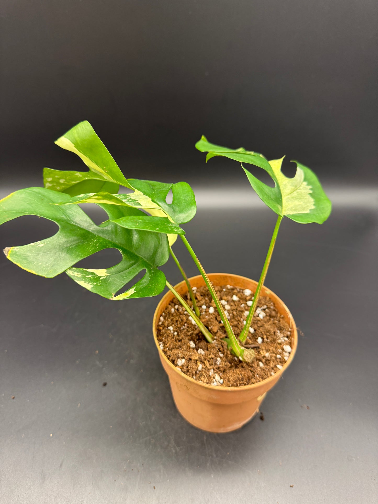 Rhaphidophora tetrasperma Basis