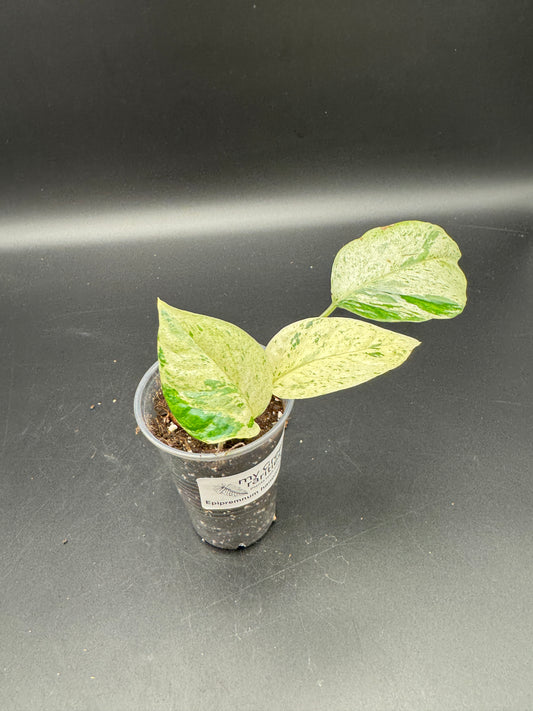 Epipremnum hanoman sp Bali