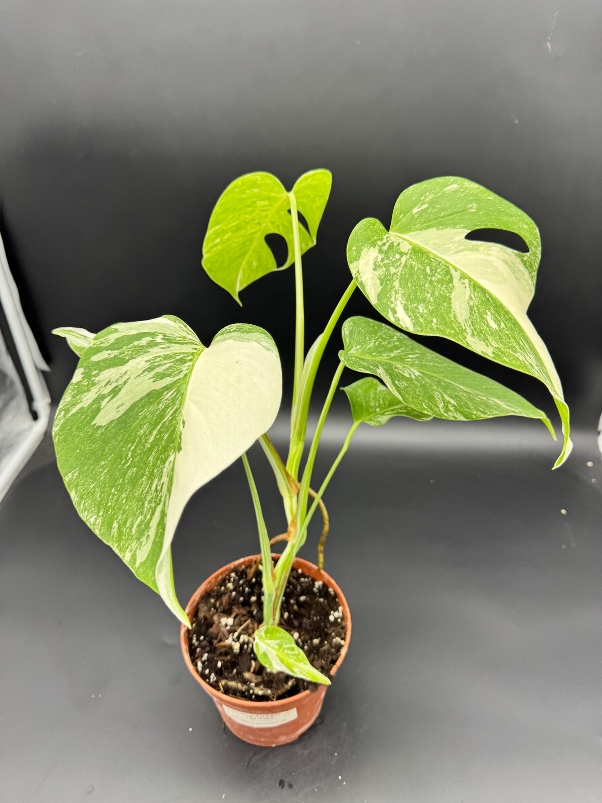 Monstera deliciosa variegata
