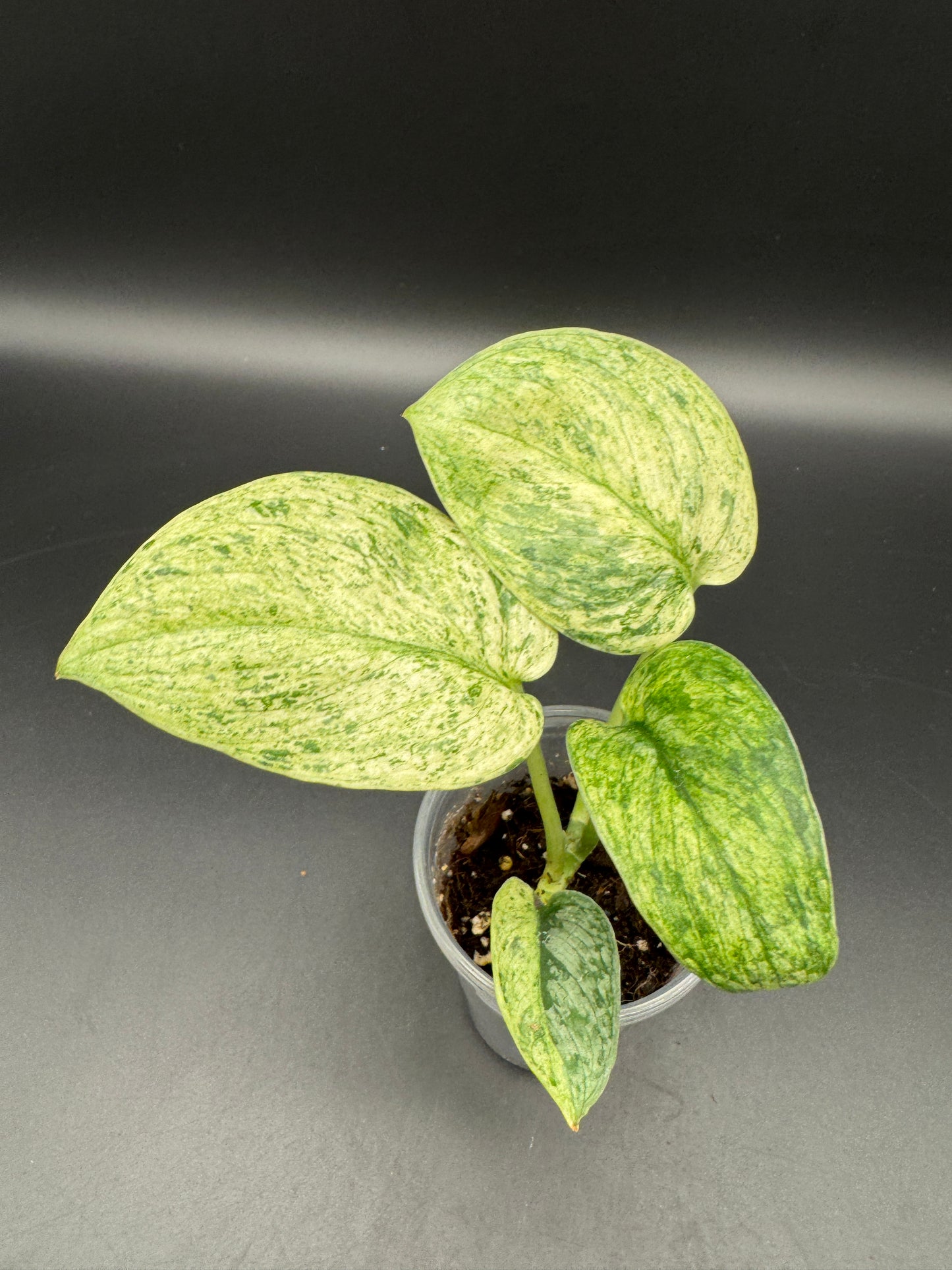 Scindapsus Silver Splash variegata