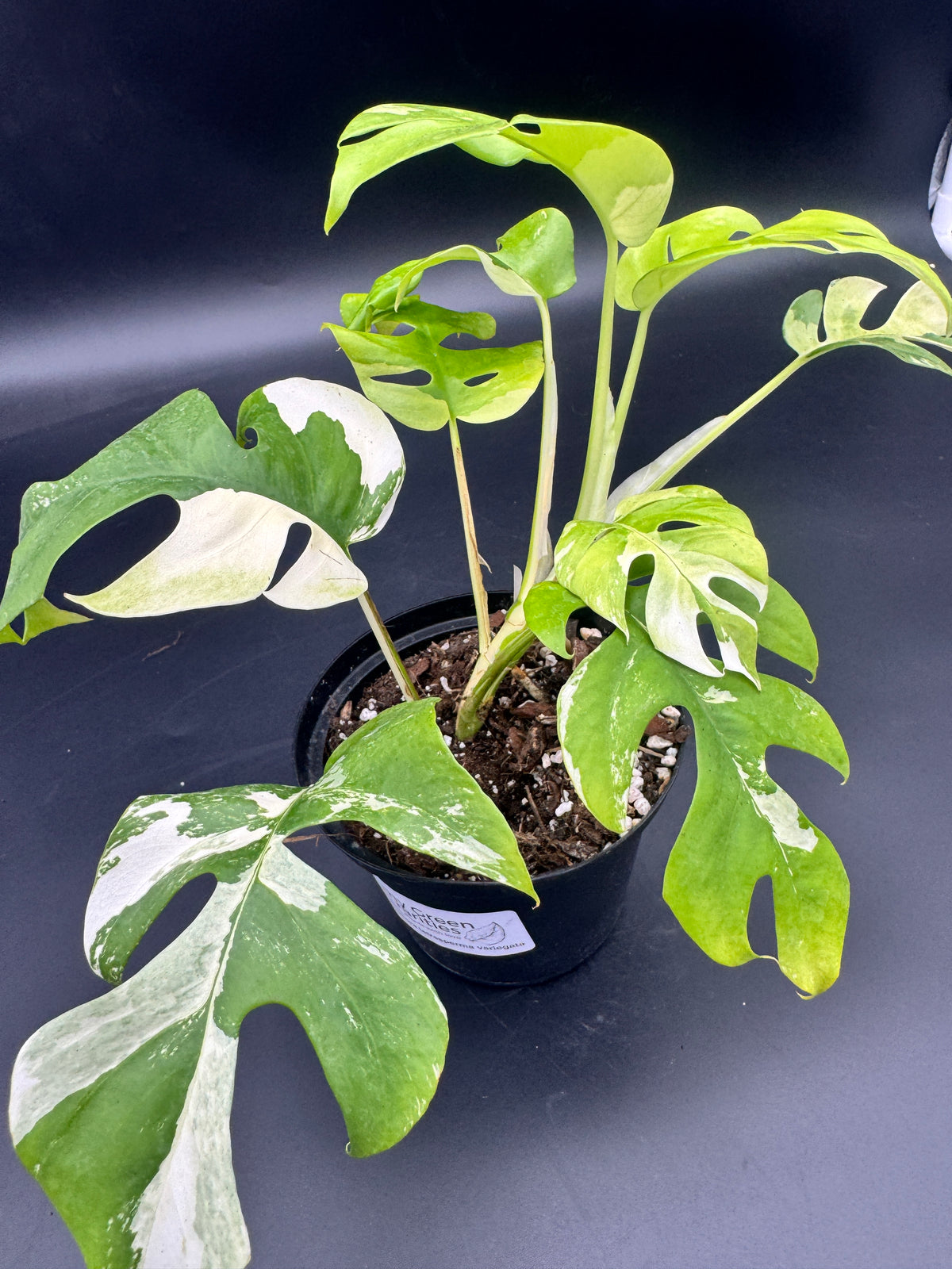 Rhaphidophora tetrasperma albo variegata