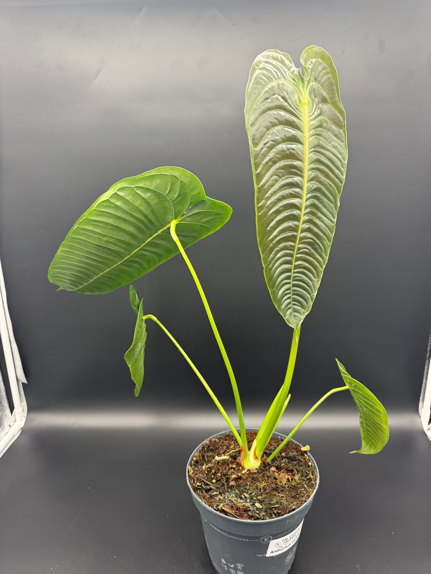 Anthurium Veitchii (groß)