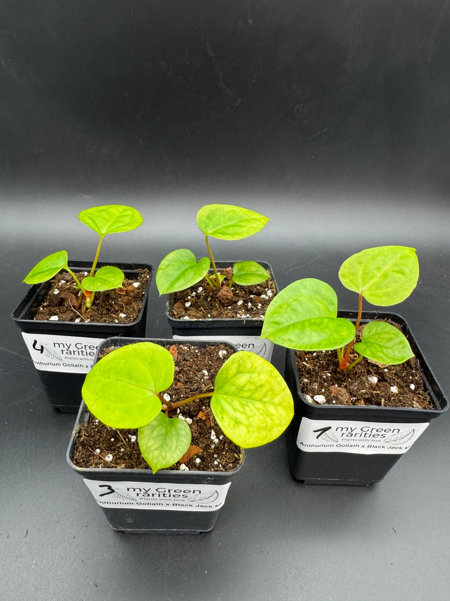Anthurium Goliath x Black Jack