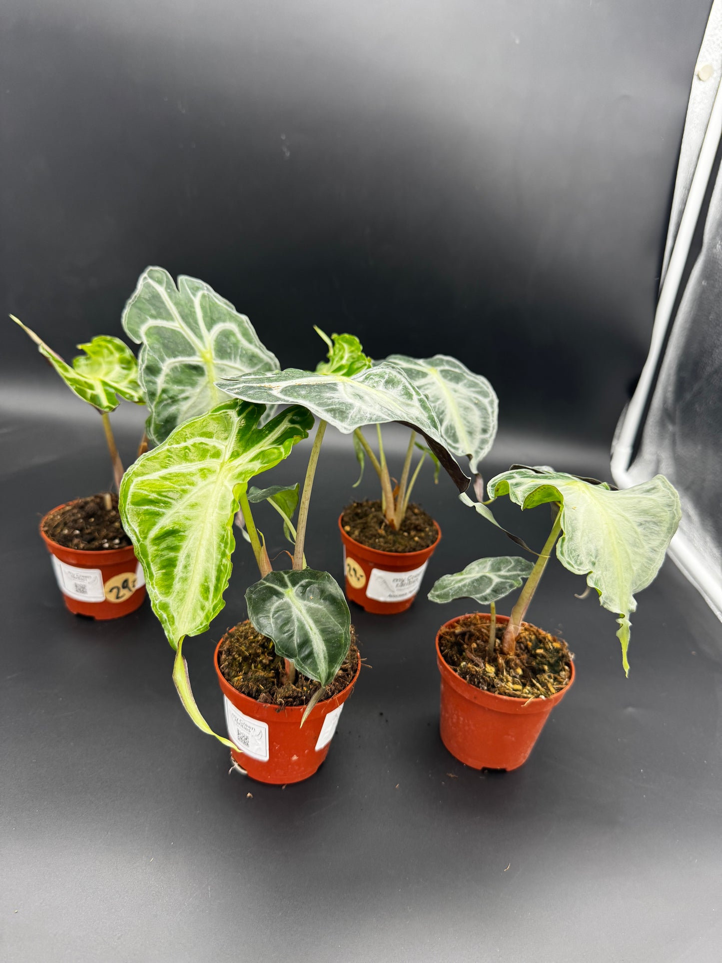 Alocasia Venom Sellers choice