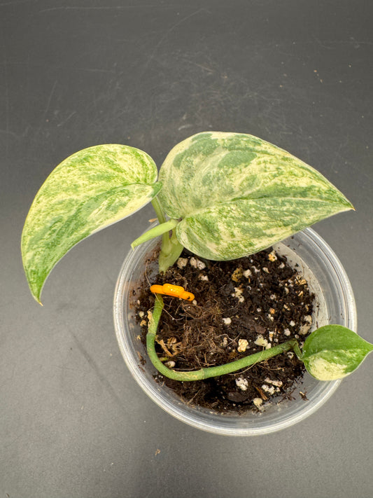 Scindapsus mangurai